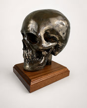Life-size cold cast bronze skull display, angled front view